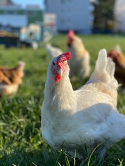 A close-up shot of a brown hen standing on a grassy field. The hen’s bright red comb and wattles...