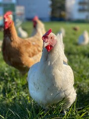A close-up shot of a brown hen standing on a grassy field. The hen’s bright red comb and wattles stand out against its brown feathers, which glisten in the sunlight. The background is softly blurred, 