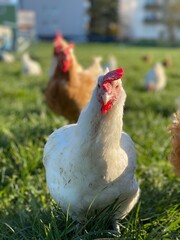 A close-up shot of a brown hen standing on a grassy field. The hen’s bright red comb and wattles stand out against its brown feathers, which glisten in the sunlight. The background is softly blurred, 