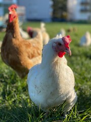 A close-up shot of a brown hen standing on a grassy field. The hen’s bright red comb and wattles...