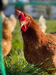 A close-up shot of a brown hen standing on a grassy field. The hen’s bright red comb and wattles...
