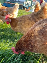 A close-up shot of a brown hen standing on a grassy field. The hen’s bright red comb and wattles stand out against its brown feathers, which glisten in the sunlight. The background is softly blurred, 
