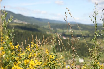 Fototapeta premium Many beautiful plants growing outdoors on sunny day