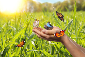 Woman holding beautiful butterflies in meadow on sunny day, closeup © New Africa