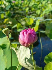 光を浴びて輝く満開のピンクのハスとハチスのコラボ情景