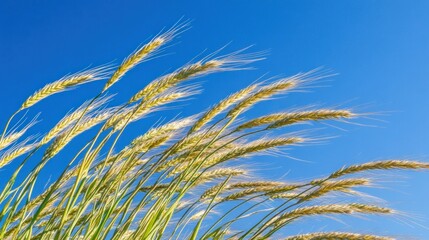 A close-up of golden wheat swaying gently against a clear blue sky.