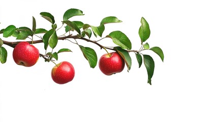 Obraz premium A vivid apple tree branch with fresh, colorful apples and vibrant green leaves. Close-up of a healthy apple branch showing the rich hues of the fruit and foliage. 
