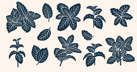 Realistic Mint Leaves or Mint Leaf Peppermint, for  Mint Flavour Herb Botanical in Vector Illustration