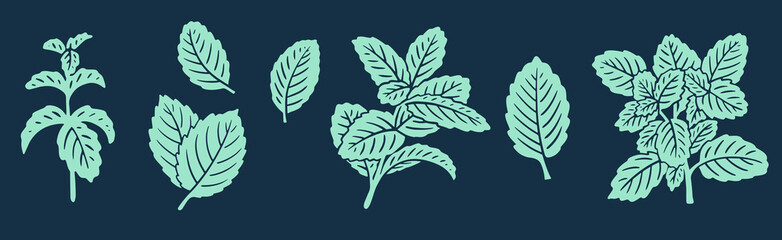Realistic Mint Leaves or Mint Leaf Peppermint, for  Mint Flavour Herb Botanical in Vector Illustration © kawacreative