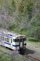 Fototapeta premium 桜とJR