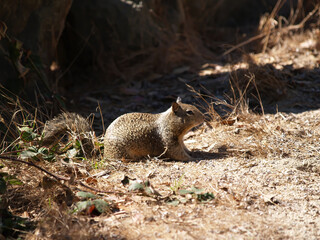 Ground Squirrel Sitting In Yellow Grass Bright Sunlight