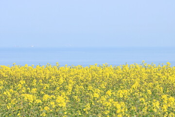 海を背景に菜の花が咲く