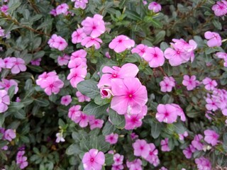 Catharanthus roseus, commonly known as bright eye, Cape periwinkle. If these flowers bloom simultaneously, they look very beautiful
