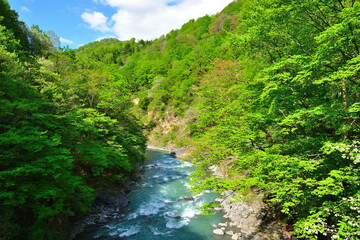 Obraz premium 新緑の秋山郷（新潟県）