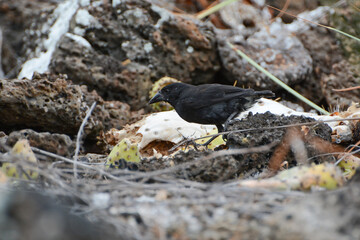 Common Cactus-Finch eats prickly pear cactus pad in the Galapagos Islands. Cactus finches evolved...