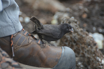 Small Ground Finch (Geospiza fuliginosa) perched on a human boot in the Galapagos Islands of...