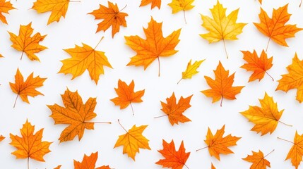 Golden Yellow And Orange Falling Maple Leaves Collection Seamless Overlay On White Background Patterns