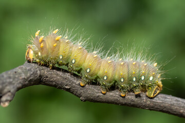  Large Green Imperial Moth Caterpillar crawling on stick with green background
