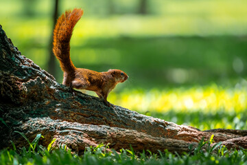 Fototapeta premium squirrel in the forest