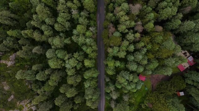 Toma aerea cenital de carretera entre arboles