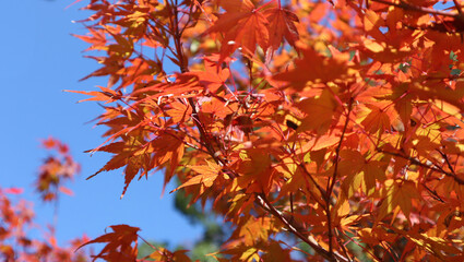 雲1つない秋晴れの空に映える真っ赤に染まった紅葉を写した風景
