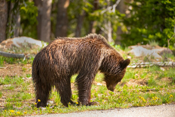 Grizzly Bear