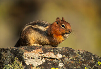Golden Mantled Ground Squirrel
