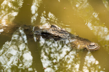Crocodile in the river and the body of the crocodile is partially submerged. The crocodile poked its head into the river. Concepts about wildlife and environment	