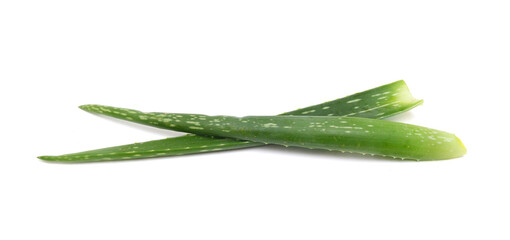 An aged of aloe tree on white background