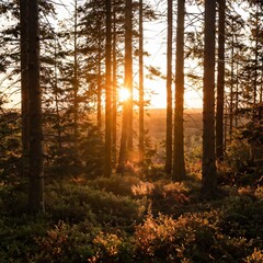 A forest bathed in the warm, golden light of the setting sun