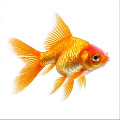 Goldfish-like sea fish, isolate on white background, bright and clear