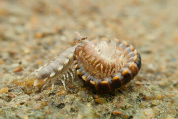 Milipede mating on the sandy ground