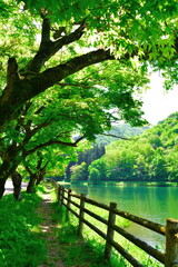 新緑の加茂水源地（新潟県）