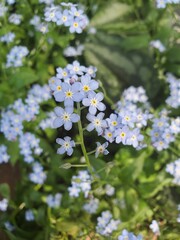 Fototapeta premium forget me not flowers