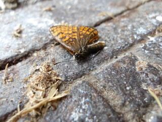 Papillon