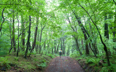 Jocheon-eup, Jeju-si, Jeju-do Island, South Korea - June 24, 2014: A female hiker is walking on the trail of Saryeoni Forest Road in the summer