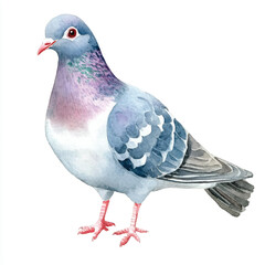 Pigeon watercolor clipart illustration isolated