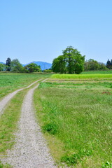 楢山の一本桜（新潟県）
