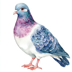 Pigeon watercolor clipart illustration isolated
