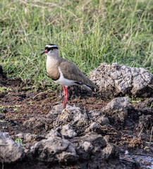 Nesting Crowned Lapwing Amboseli National Park