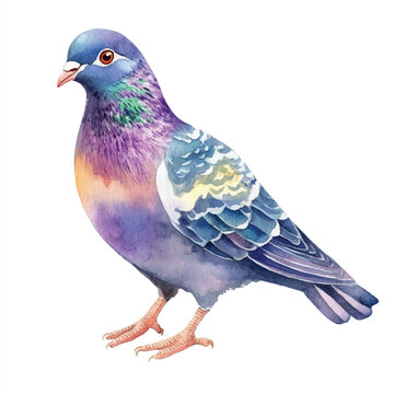 recommend clip art: Pigeon watercolor clipart illustration isolated
