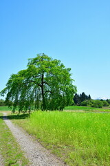 Obraz premium 楢山の一本桜（新潟県）