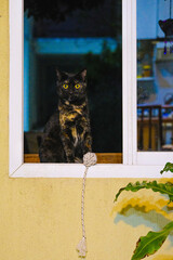 Portrait of a Calico Cat: A Three-Colored Black and White Beauty, Symbol of Good Luck. The tortoiseshell coat, named for its resemblance to the intricate patterns of tortoiseshell, adds to the cat's u