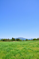 楢山の一本桜（新潟県）