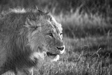 Male lion at Amboseli during sunset - black and white