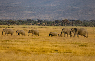 Obraz premium Herd of elephants with backdrop of African Savanah