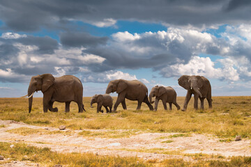 Obraz premium Family of elephants on ladscape at Amboseli