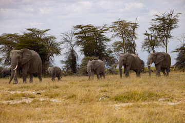 Fototapeta premium Elephant family walking in line with a small baby