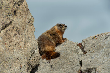 Yellow Bellied Marmot