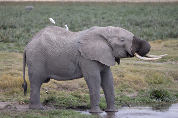 Fototapeta premium Elephant drinking and splashing mud at waterhole